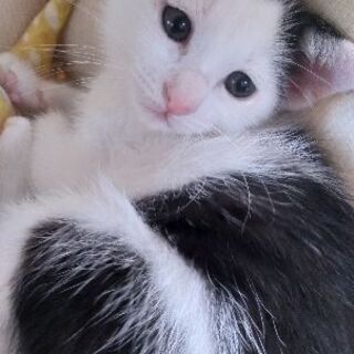 子猫兄妹2匹生後2ヶ月 - 里親募集