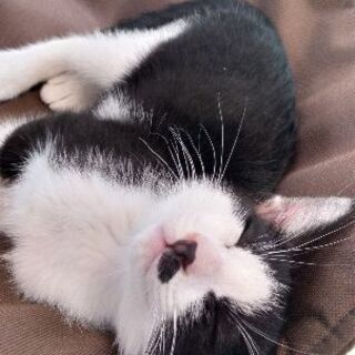 子猫兄妹2匹生後2ヶ月 − 東京都