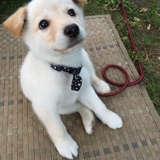 生後3ヶ月くらい！飼い主様探してます