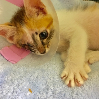 片目ちゃんを 家族に迎えてあげて下さい