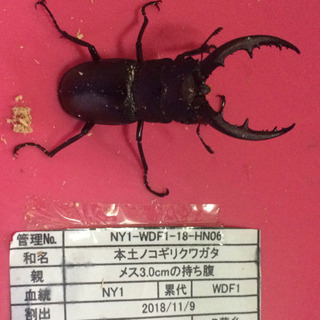 三重県産 本土ノコギリクワガタ ペア 管理①