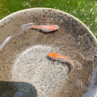 紅白めだか