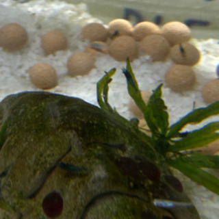 (取引中につき一旦停止)メダカ　稚魚　10匹　＋稚エビ５匹の画像