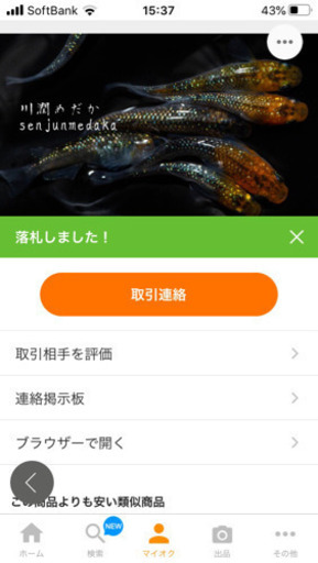 夜桜めだか