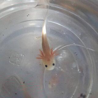 ウーパールーパー