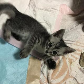 可愛く凛々しい銀色のサバトラ君♥️兄妹で飼われる方優先です