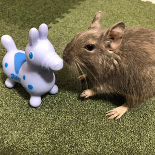デグーの里親募集