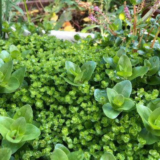 ウォーターポピー2株とビオトープ水草セットの画像