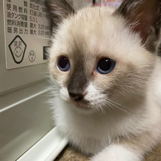 🐱 子猫里親募集 🐱