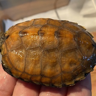 ウンキュウ　1歳　里親決まりました。