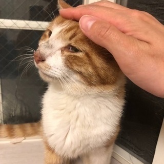 里親決定！有難うございました！　優しいもふもふ可愛い男の子💙僕と...