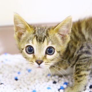 ベンガルの子猫のお世話をお願いします！！！の画像