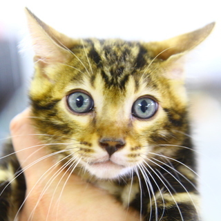 ベンガルの子猫のお世話をお願いします！！！の画像