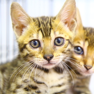 ベンガルの子猫のお世話をお願いします！！！の画像
