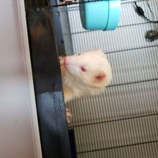 フェレットくぅちゃん