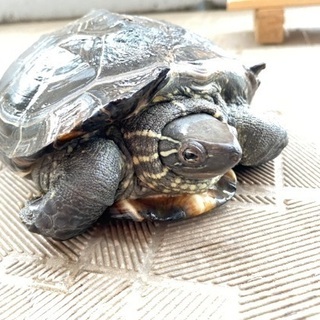里親様決定しました。