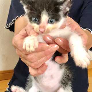 【募集再開】★生まれたばかりの子猫2匹★
