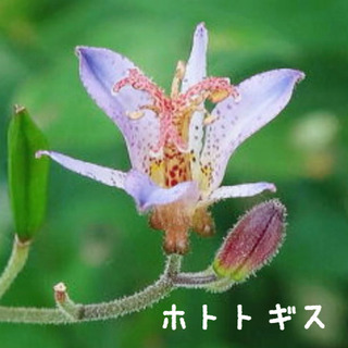 ホトトギス 植物苗 