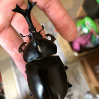 カブトムシ生まれました。