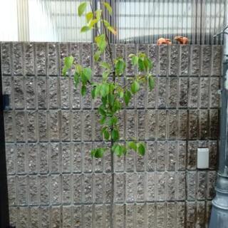 カリンの木（実生）の画像