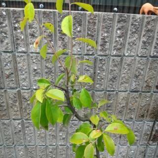 カリンの木（実生）の画像