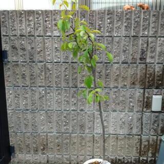 カリンの木（実生）