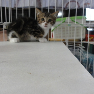 可愛い仔猫の里親さん募集中の画像