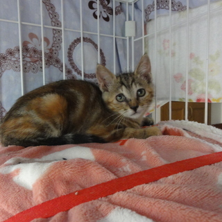 可愛い仔猫の里親さん募集中 - 鎌倉市