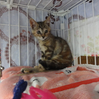 可愛い仔猫の里親さん募集中 - 猫