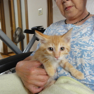可愛い仔猫の里親さん募集中 − 神奈川県
