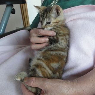 可愛い仔猫の里親さん募集中 - 里親募集