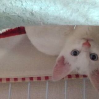白いメス子猫の里親募集
