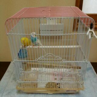セキセイインコのペア（お話中です)