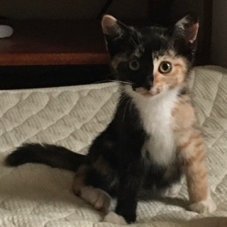 岡山市保健所★生後2ヶ月の仔猫♀の画像