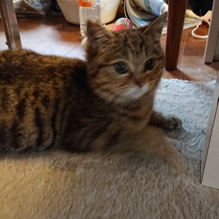 仲良し兄弟一緒に遊んであげてください。去勢手術ワクチン済です。