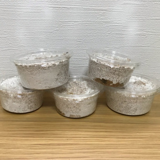 スマトラオオヒラタ アチェ産の幼虫5頭の画像