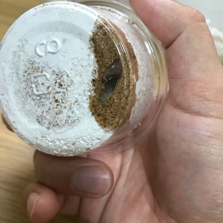 スマトラオオヒラタ アチェ産の幼虫5頭の画像