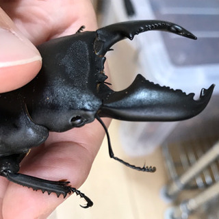 スマトラオオヒラタ アチェ産の幼虫5頭の画像
