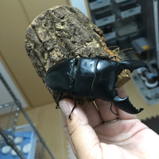 スマトラオオヒラタ アチェ産の幼虫5頭の画像