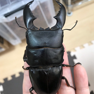 スマトラオオヒラタ アチェ産の幼虫5頭の画像