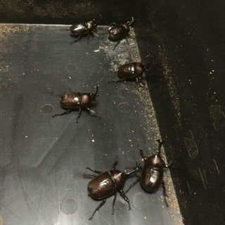 山形県　国産カブトムシ  ペア　75mm オスメスペアの画像