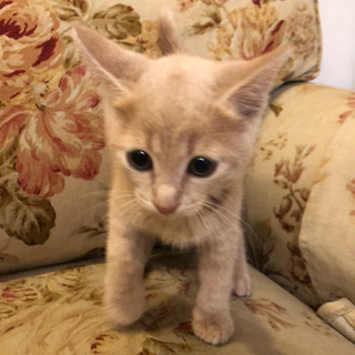 生後50日 可愛い子猫ちゃん4匹☆追記あり☆ - 堺市
