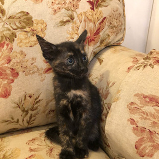生後50日 可愛い子猫ちゃん4匹☆追記あり☆ − 大阪府
