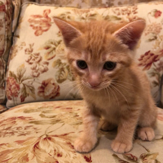生後50日 可愛い子猫ちゃん4匹☆追記あり☆