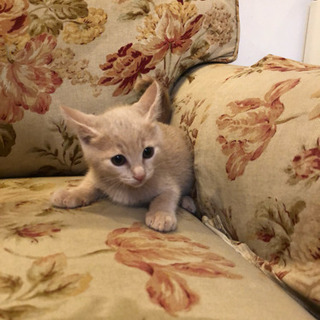 生後50日 可愛い子猫ちゃん4匹☆追記あり☆ - 猫