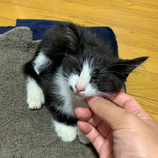 ７月１日に保護しました