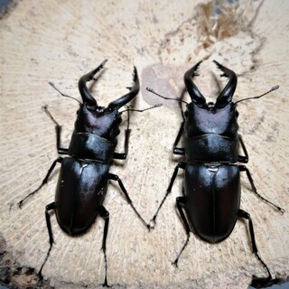 大型水牛ノコギリクワガタ　♂単品（丸亀市郡家町周辺で手渡しのみ）の画像