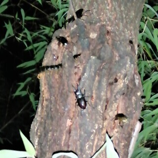 大型水牛ノコギリクワガタ　♂単品（丸亀市郡家町周辺で手渡しのみ）の画像