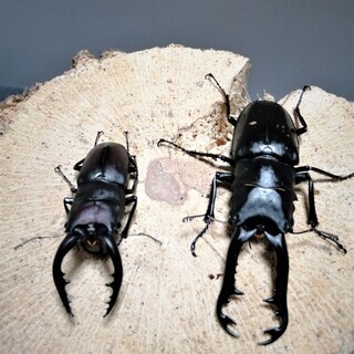 大型水牛ノコギリクワガタ　♂単品（丸亀市郡家町周辺で手渡しのみ）の画像