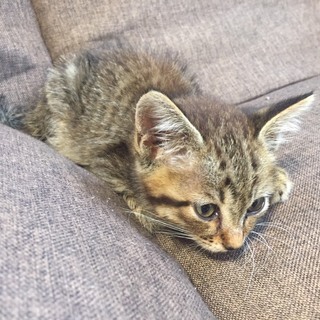 【急募！】生後およそ2か月　オス子猫1匹